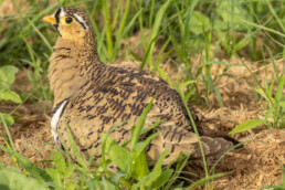 Birding-Kenya-tours