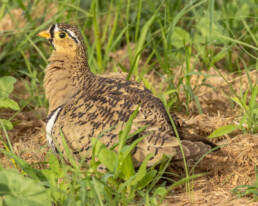 Birding-Kenya-tours