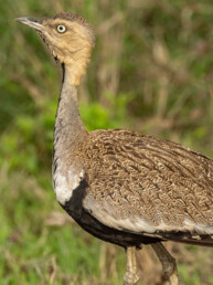 Buff-crested-Bustard-in-tsavo