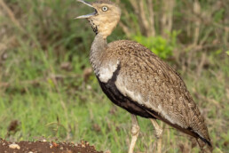 Bustard-in-kenya