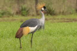 Cranes-in-africa