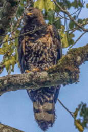 Crowned-eagle-in-kenya