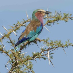 Endemic-birds-in-kenya