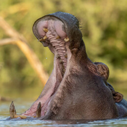 Hippopotamus-in-kenya