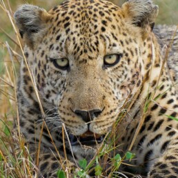 Leopard-mammal-watching-travel