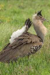 birdwatching-holidays-in-east-africa