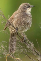 Endemic-birds-in-Kenya