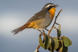 Robin-birding-in-kenya