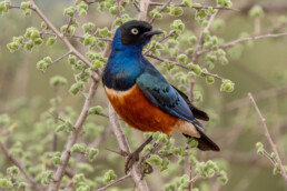 Superb-starling-is-common-in-kenya