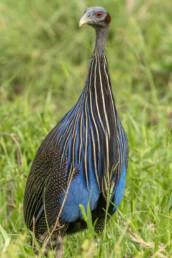 Vulturine-Guineafowl-in-buffalo-springs