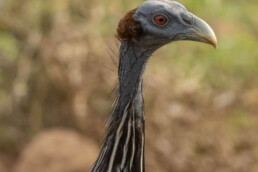 Vulturine-Guineafowl-in-samburu