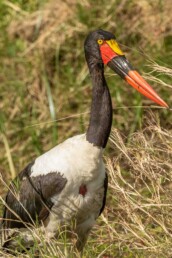 birding-tours-in-kenya