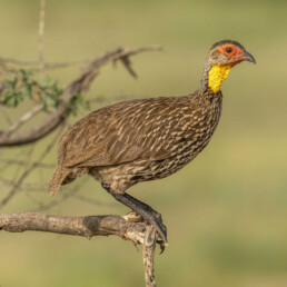 birding-tours-to-kenya