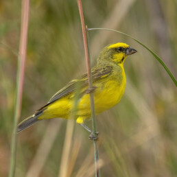 field-guides-to-kenya