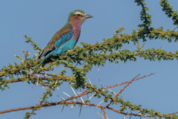 lilac-roller-in-africa