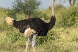 ostrich-in-africa