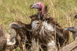 vultures-in-east-africa