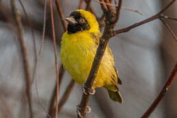 weaver-birds-in-kenya