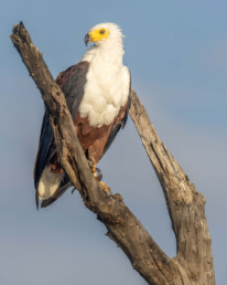 African-fish-eagle-Lake-Baringo