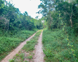 Arabuko-Sokoke-Forest