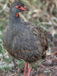 Hildebrandt-spurfowl-in-east-africa