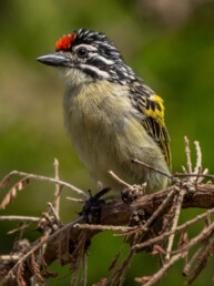 tinkerbird-in-kenya