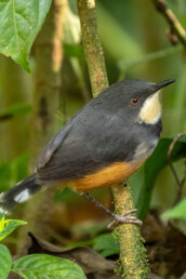 Black-collared-apalis-Kenya-birding-tours