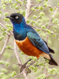 tropical-birding-in-africa