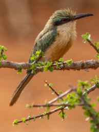 somali-bee-eater-in-kenya