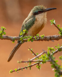 somali-bee-eater-in-kenya