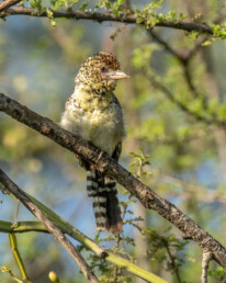 Barbet-birding-tours-in-kenya