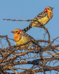 Barbet-nature-tours-kenya