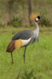 Gray-Crowned-Crane-in-Kenya