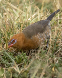 Grenadier-birding-tours-to-kenya