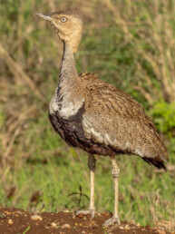 Endemic-birding-in-kenya