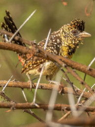 photo-wildlife-expedition-in-kenya