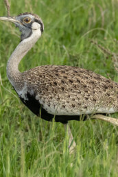 Hartlaubs-Bustard-birding-tour-in-kenya