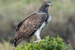 Kenya-birding-with-rockjumper