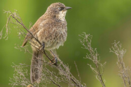 endemic-blacklored-babbler-in-kenya