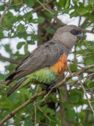 birding-tours-to-east-kenya