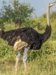 birdwatching-ostrich-in-kenya