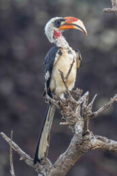 hornbill-birds-in-kenya