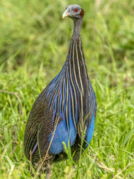 Vulture-guineafowl-in-kenya