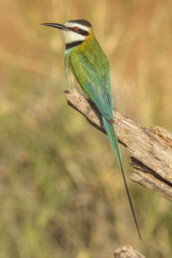 photography-in-masai-mara