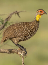 endemic-birds-in-kenya