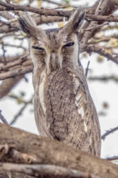 Scops-owl-in-kenya