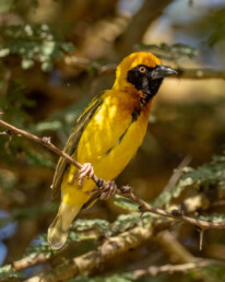 Weaver-bird-tours-to-kenya