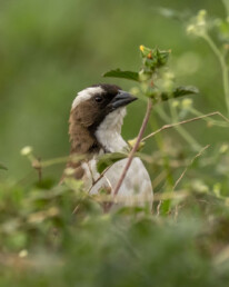 Whitebrowed-Sparrow-Weaver-tours-in-kenya