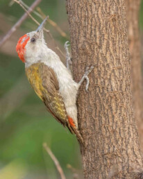 Woodpecker-tours-in-kenya