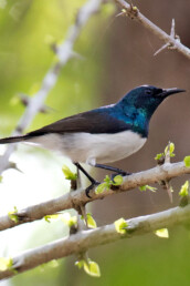 Amani-Sunbird-endemic-Kenya